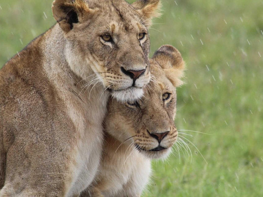 Wilderness explorers tours and safaris-蒙巴萨必去景点