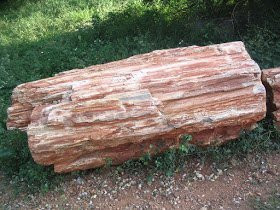 National Fossil Wood Park景点图片
