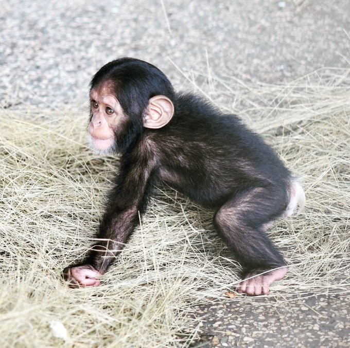 Ngamba Island旅游攻略图片