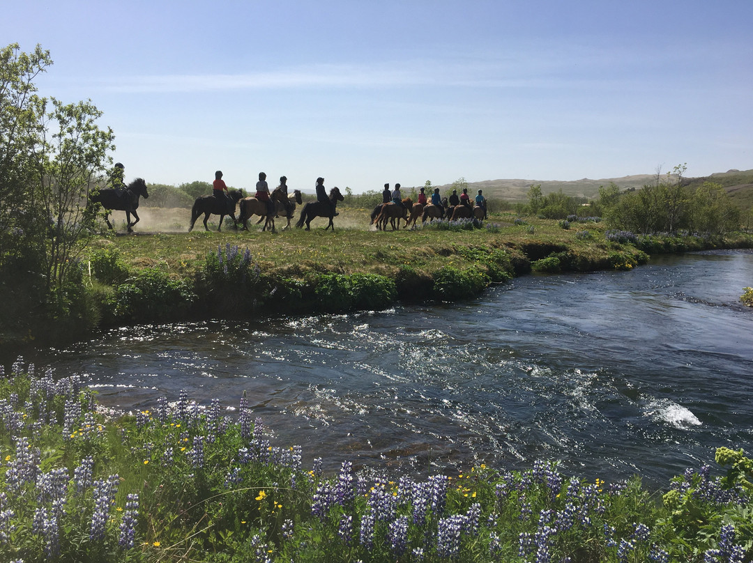 Íslandshestar-塞尔福斯必去景点