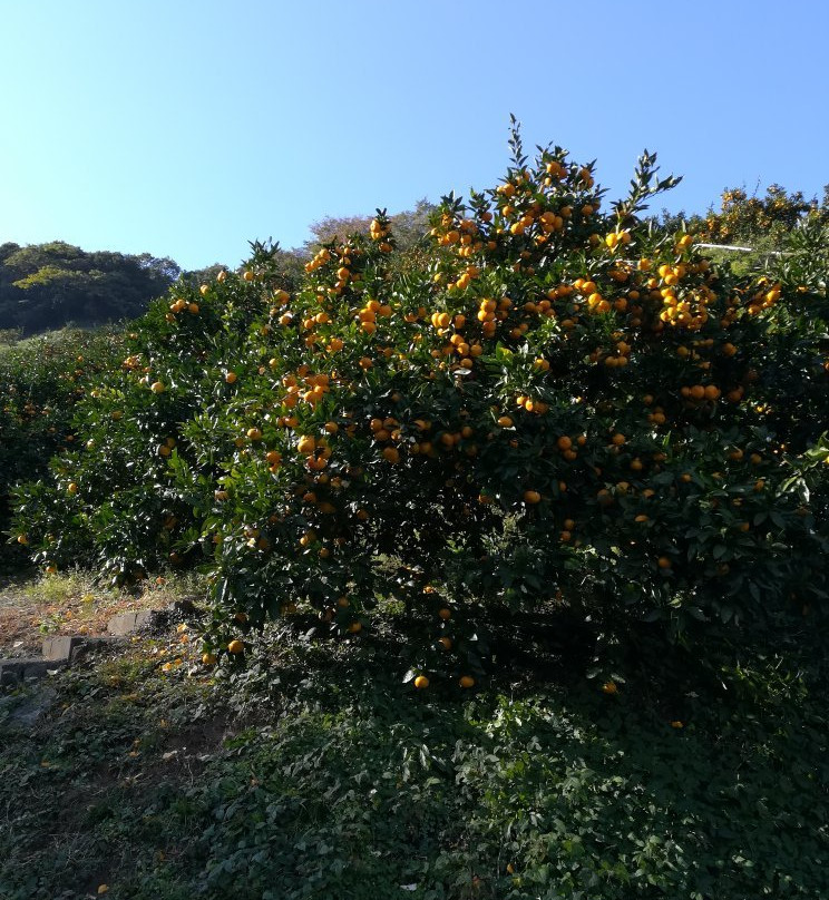 Osaka Orange Farm景点图片