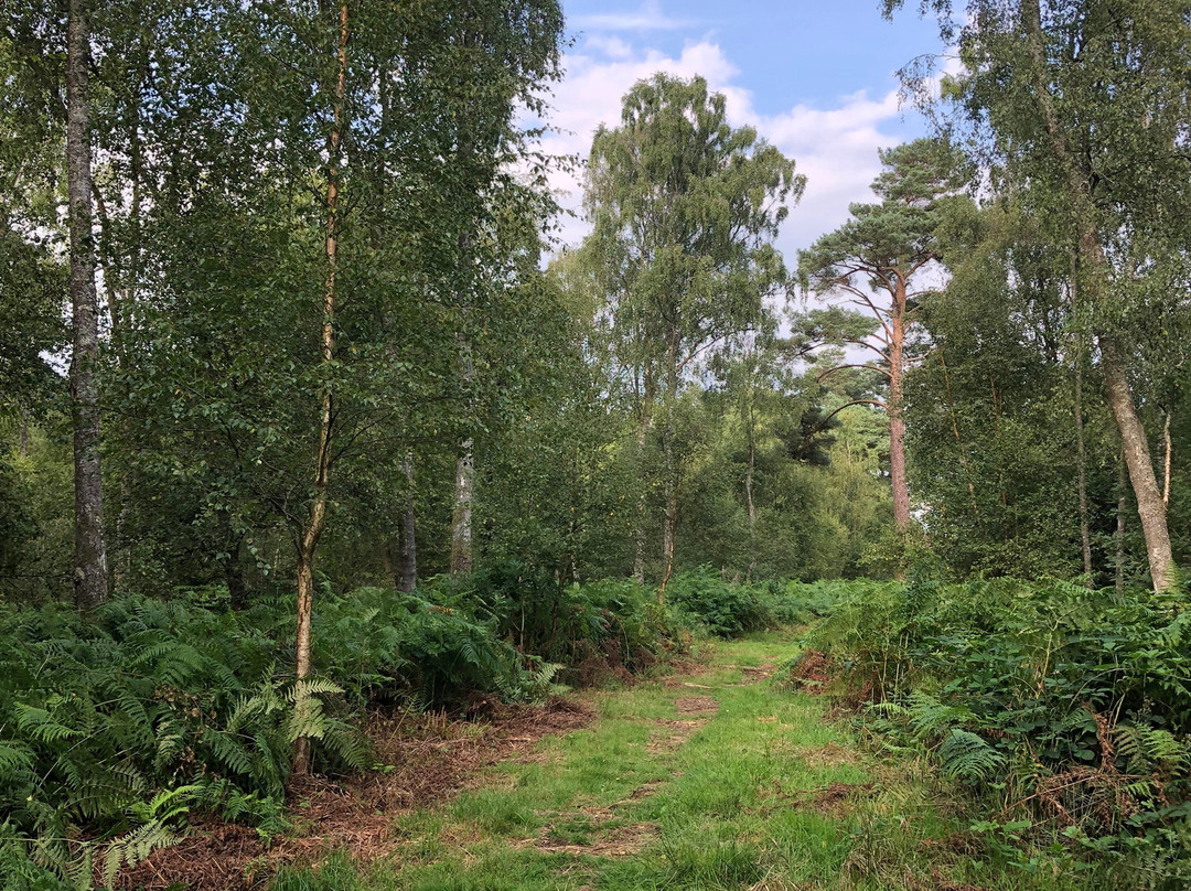 Kirkconnell Flow Nature Reserve-邓弗里斯-加洛韦必去景点