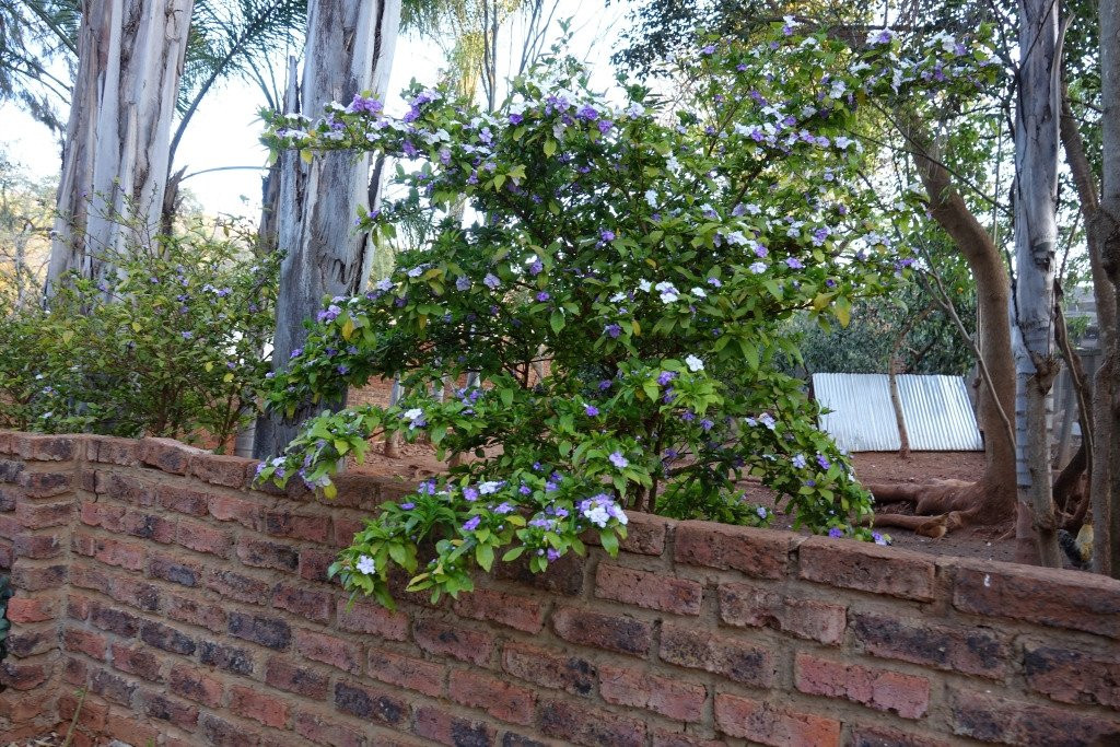 WoodRidge Palms Boutique Hotel主图