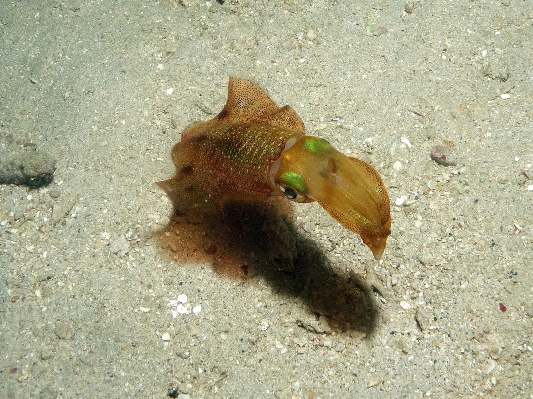 Indian Ocean Abyss景点图片
