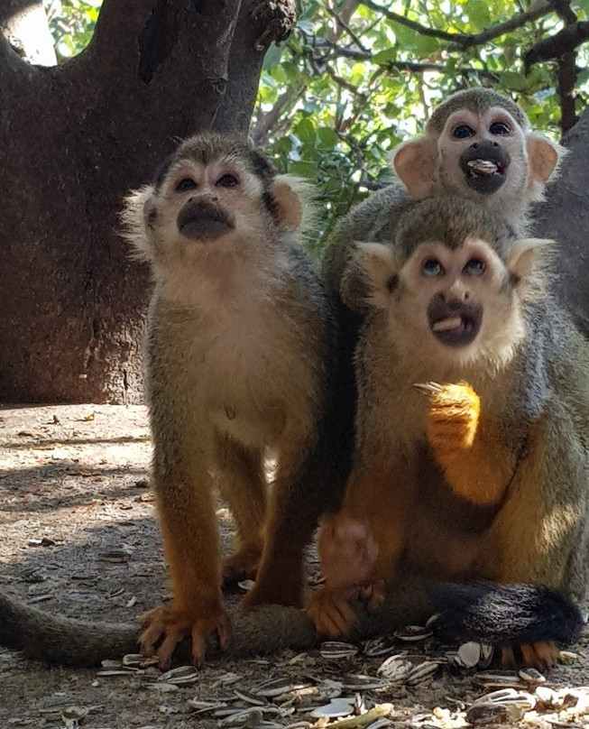 Monkey Park-Modiin必去景点