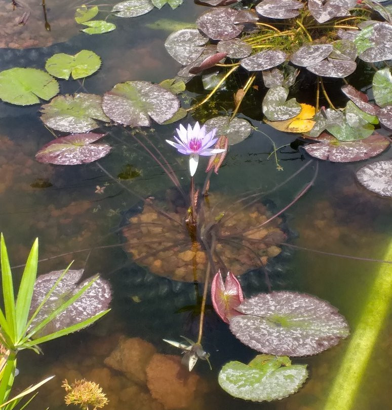 Villarreal Lodge Hotel主图