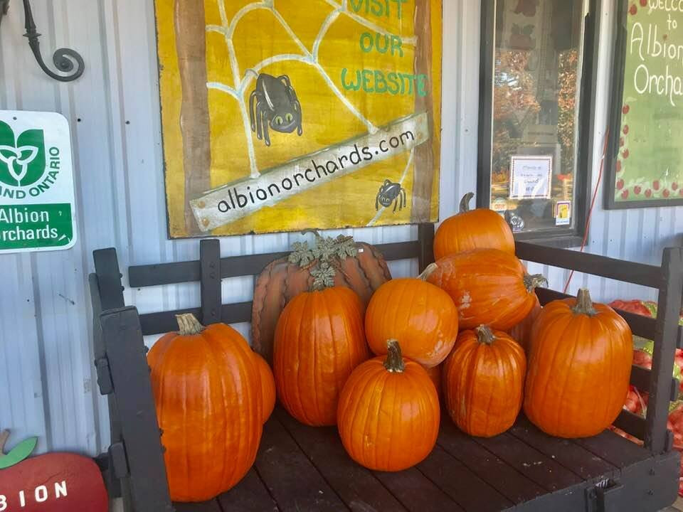 Albion Orchards & Country Market-卡利登必去景点