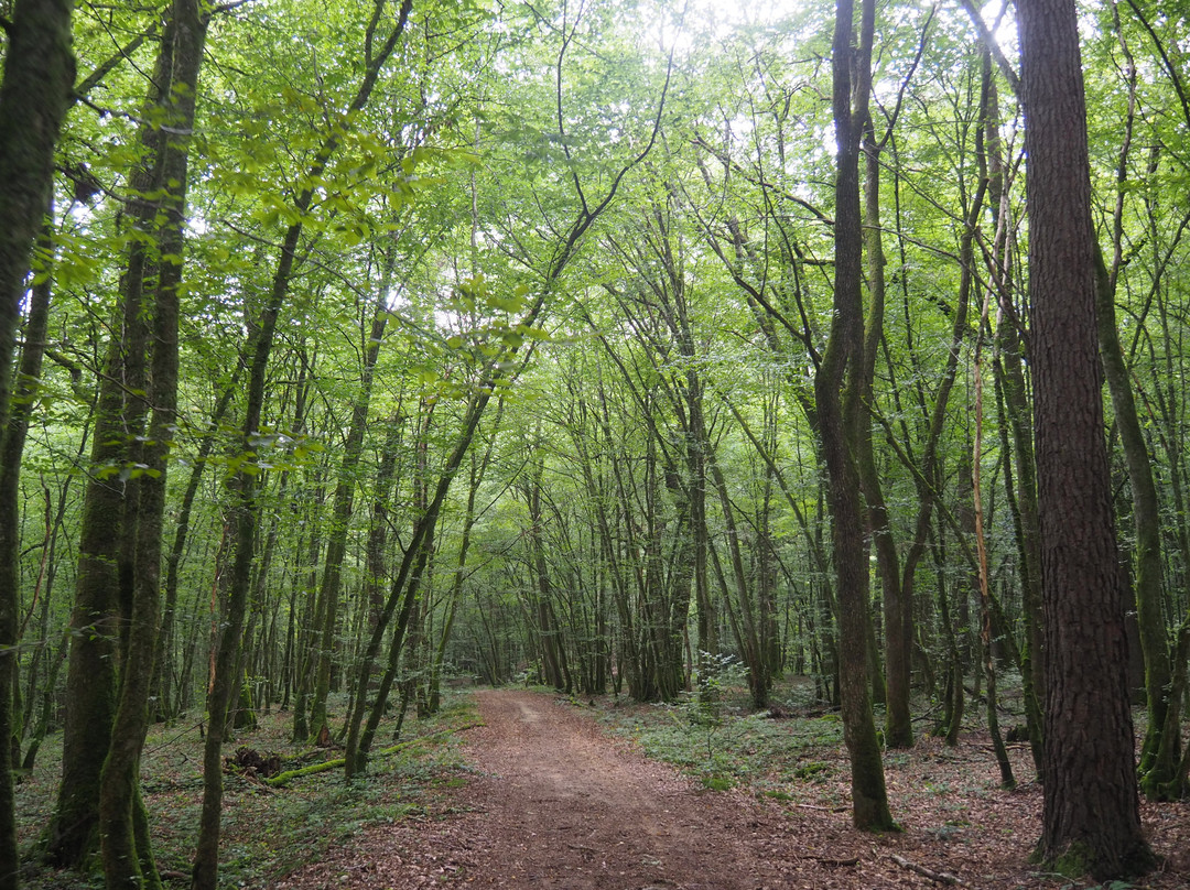 Forêt de Chaux景点图片