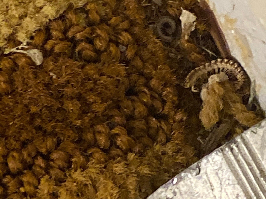 Super 8 by Wyndham Burlington NC主图