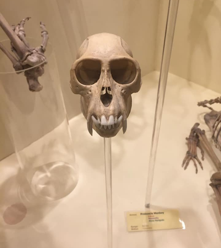 Booth Museum of Natural History-布莱顿必去景点