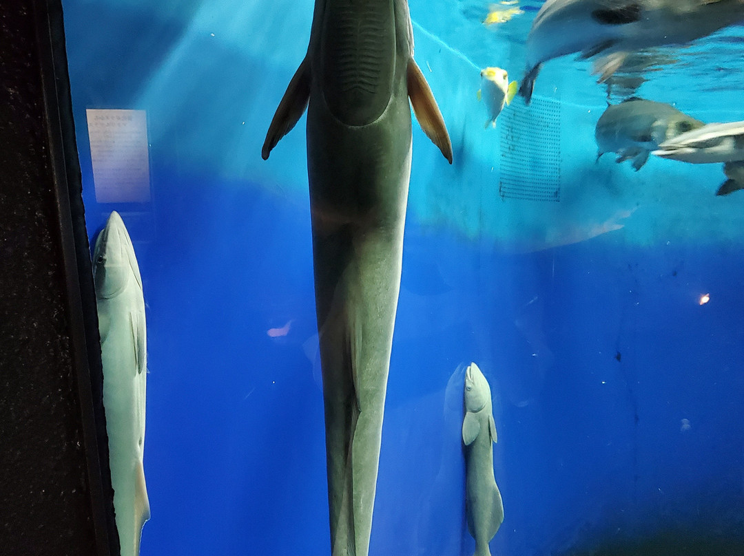 Keikyu Aburatsubo Marine Park-三浦市必去景点