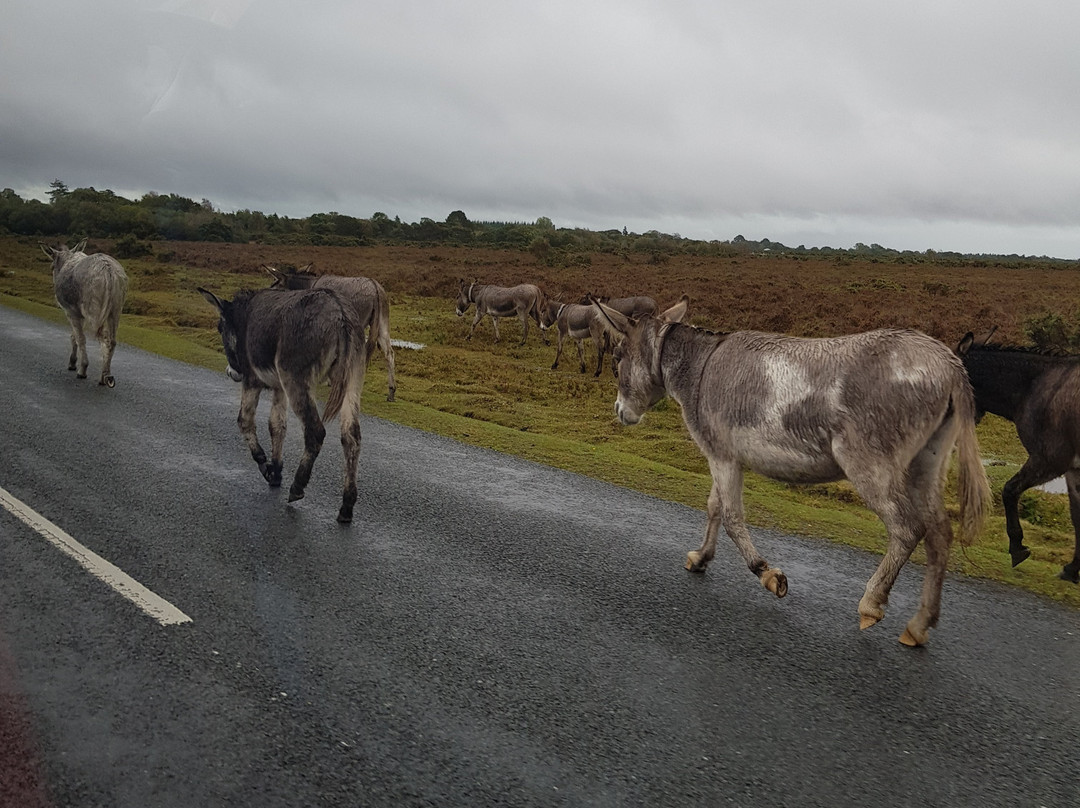 Twin Oaks Guest House主图