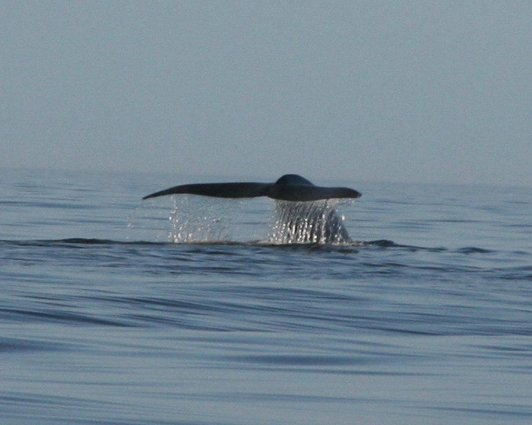 Whale Research EcoExcursions-Depoe Bay必去景点