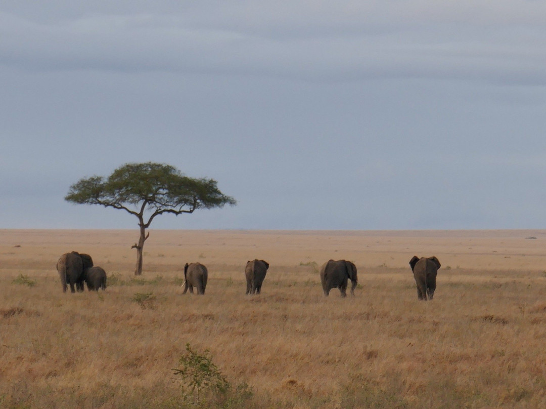 African Scenic Safaris景点图片