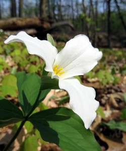 Calvin Ecosystem Preserve & Native Gardens景点门票图片