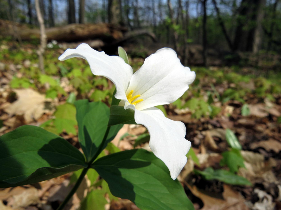 Calvin Ecosystem Preserve & Native Gardens景点图片