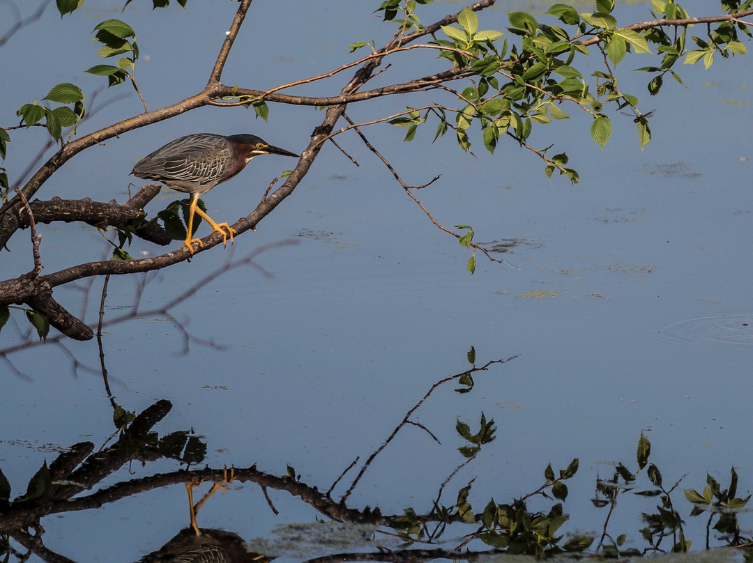 Nygren Wetland Preserve