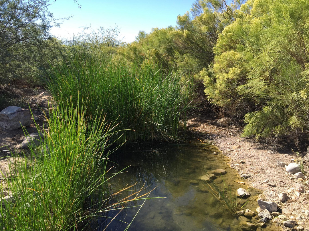 Riparian Preserve at Water Ranch景点图片