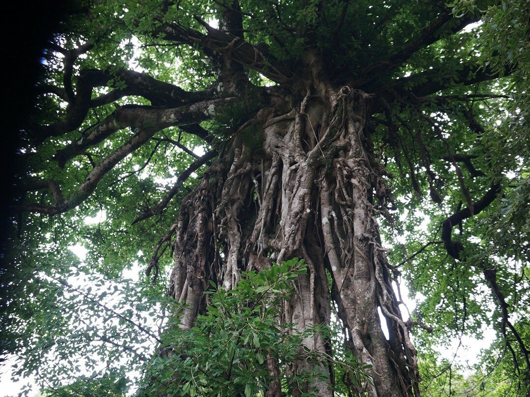 Oku Shrine景点图片