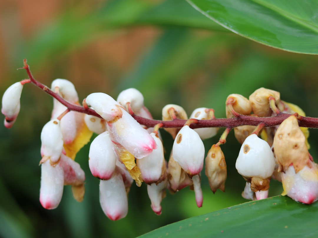 Pousada Mangabeiras主图