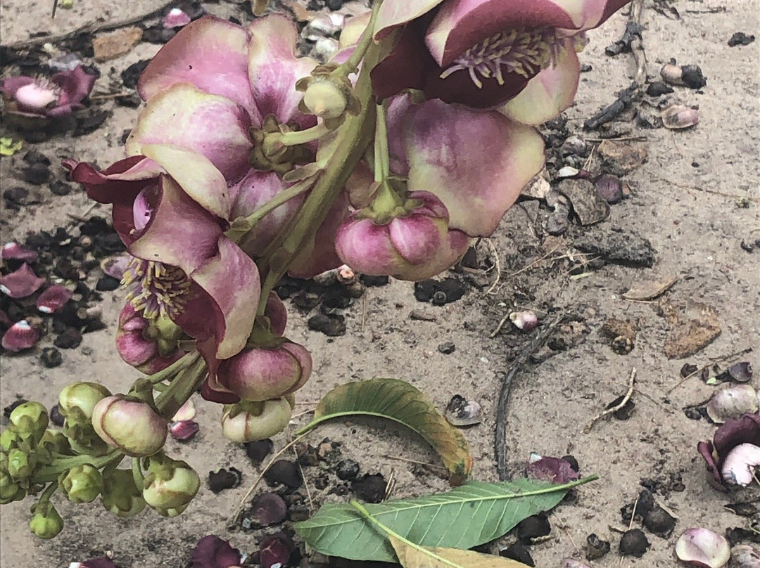 State's Coco Park-福塔莱萨必去景点