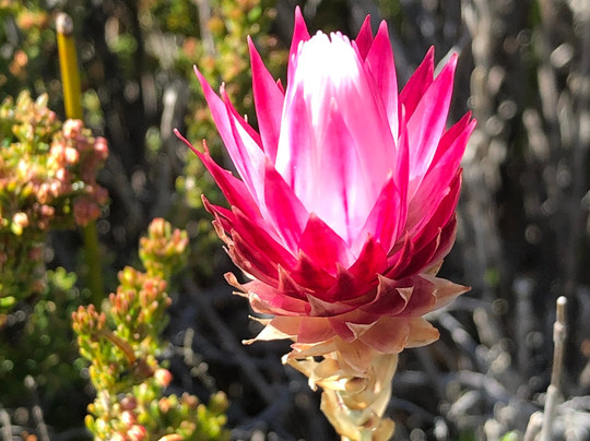 Kenzi Travel & Tours-开普敦中心区必去景点