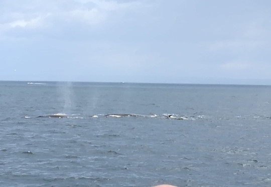 Excursions en Mer Baie de Tadoussac Day Tours-泰道沙克必去景点