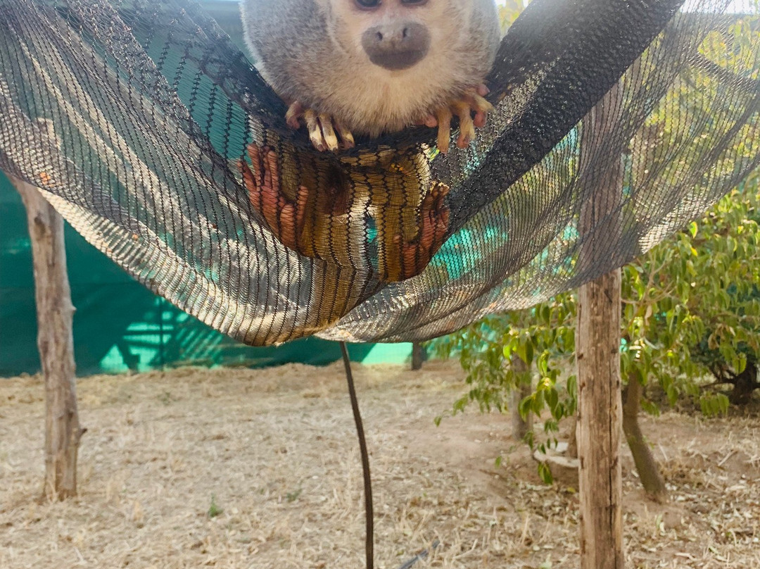 International Primate Rescue-比勒陀利亚必去景点