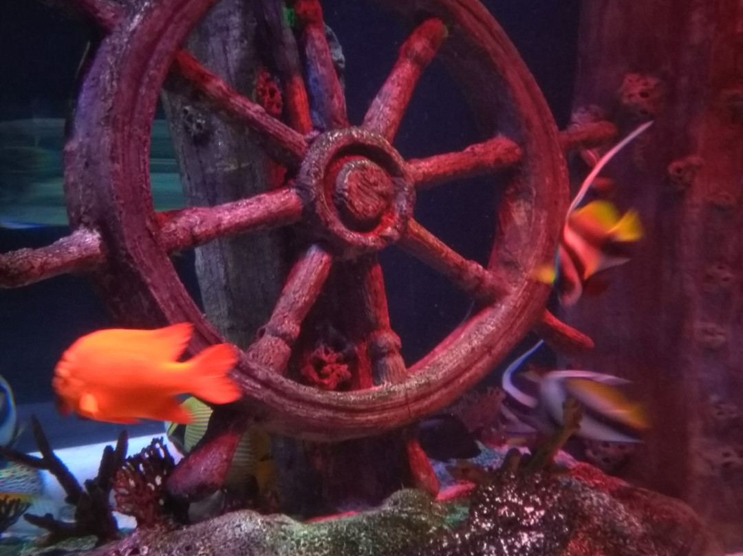 SEA LIFE Kansas City-堪萨斯城必去景点