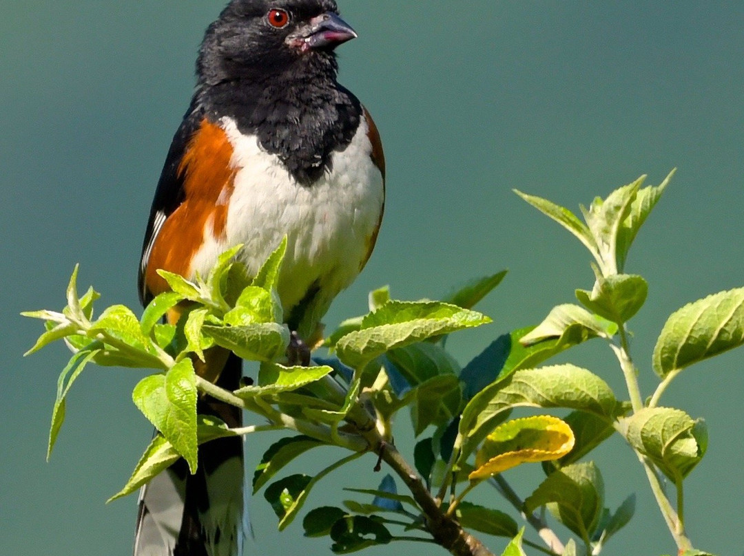 New England Bird Tours-East Middlebury必去景点