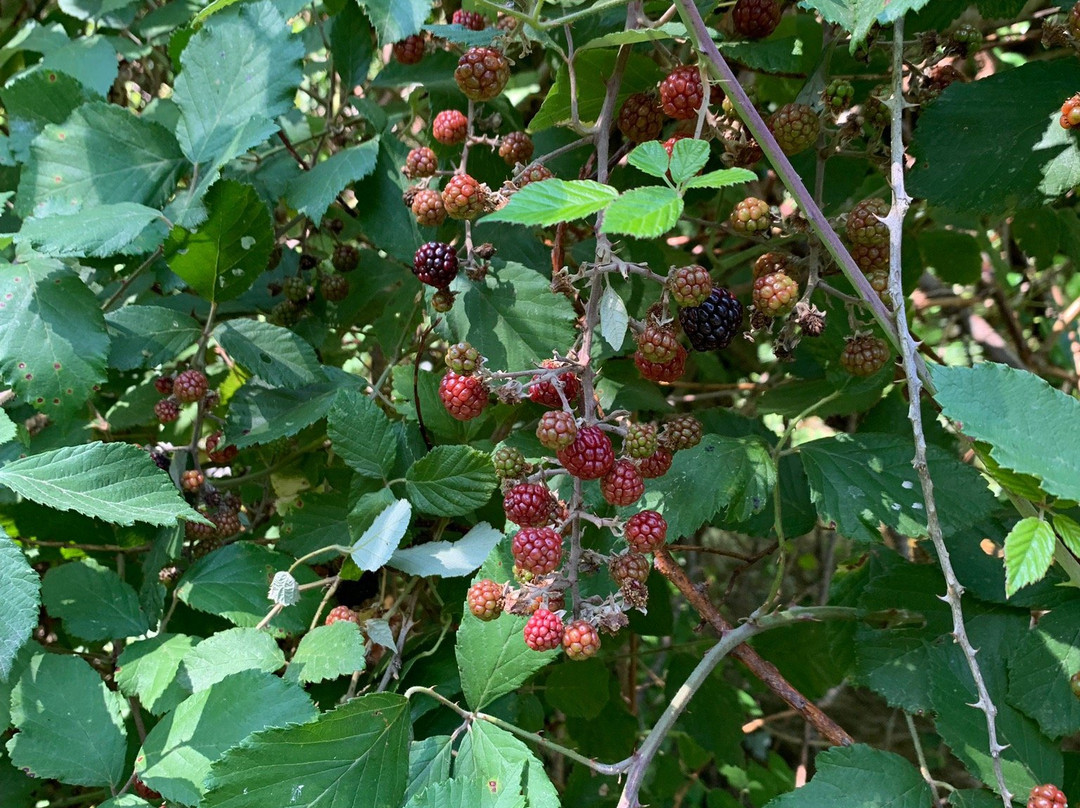 Riserva Naturale Regionale Monte Genzana e Alto Gizio-Pettorano sul Gizio必去景点