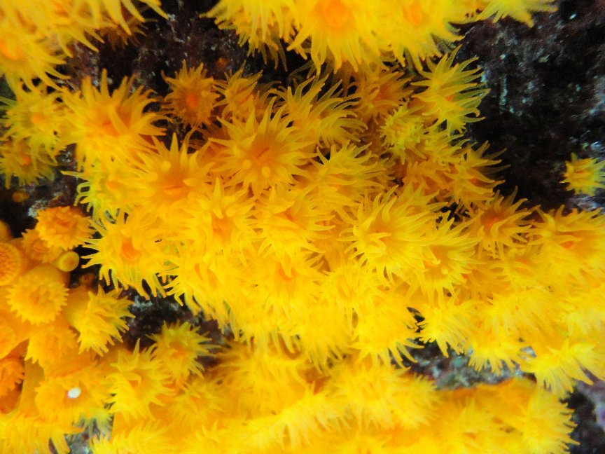 Buceo La Herradura-拉埃拉杜拉必去景点