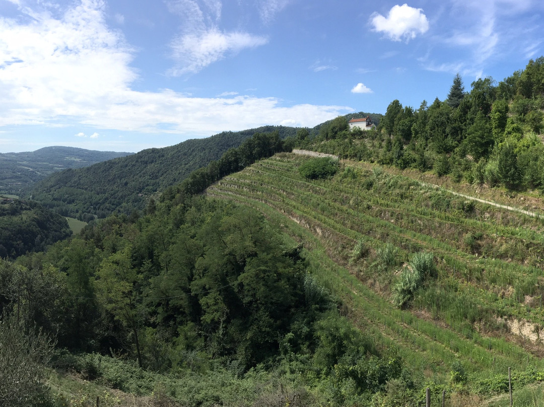 Azienda Agricola Patrone景点图片