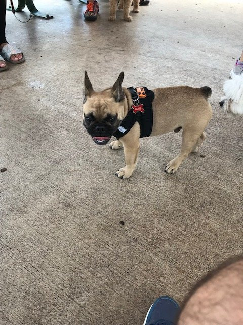 Lake Ida Dog Park-德拉海滩必去景点