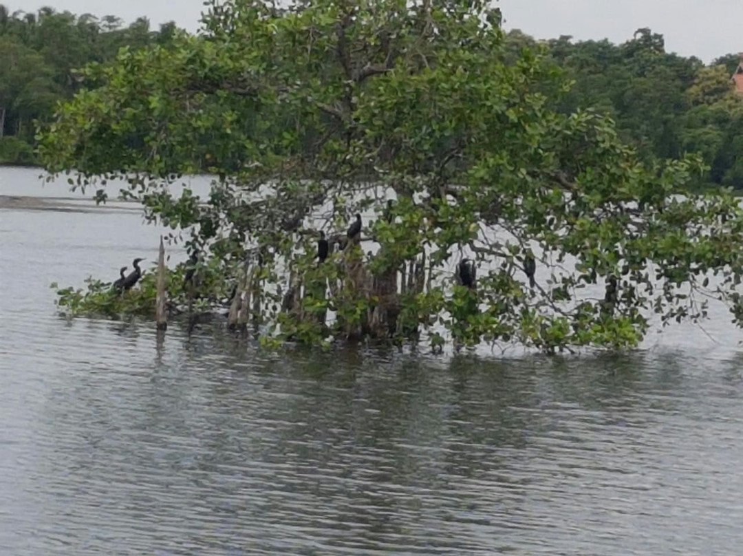 Mawella Bird Sanctuary Bird Watching-唐卡拉必去景点