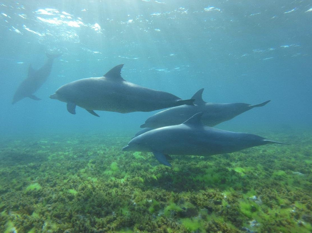 Ethical Dolphin Tours - Kizimkazi, Zanzibar景点图片