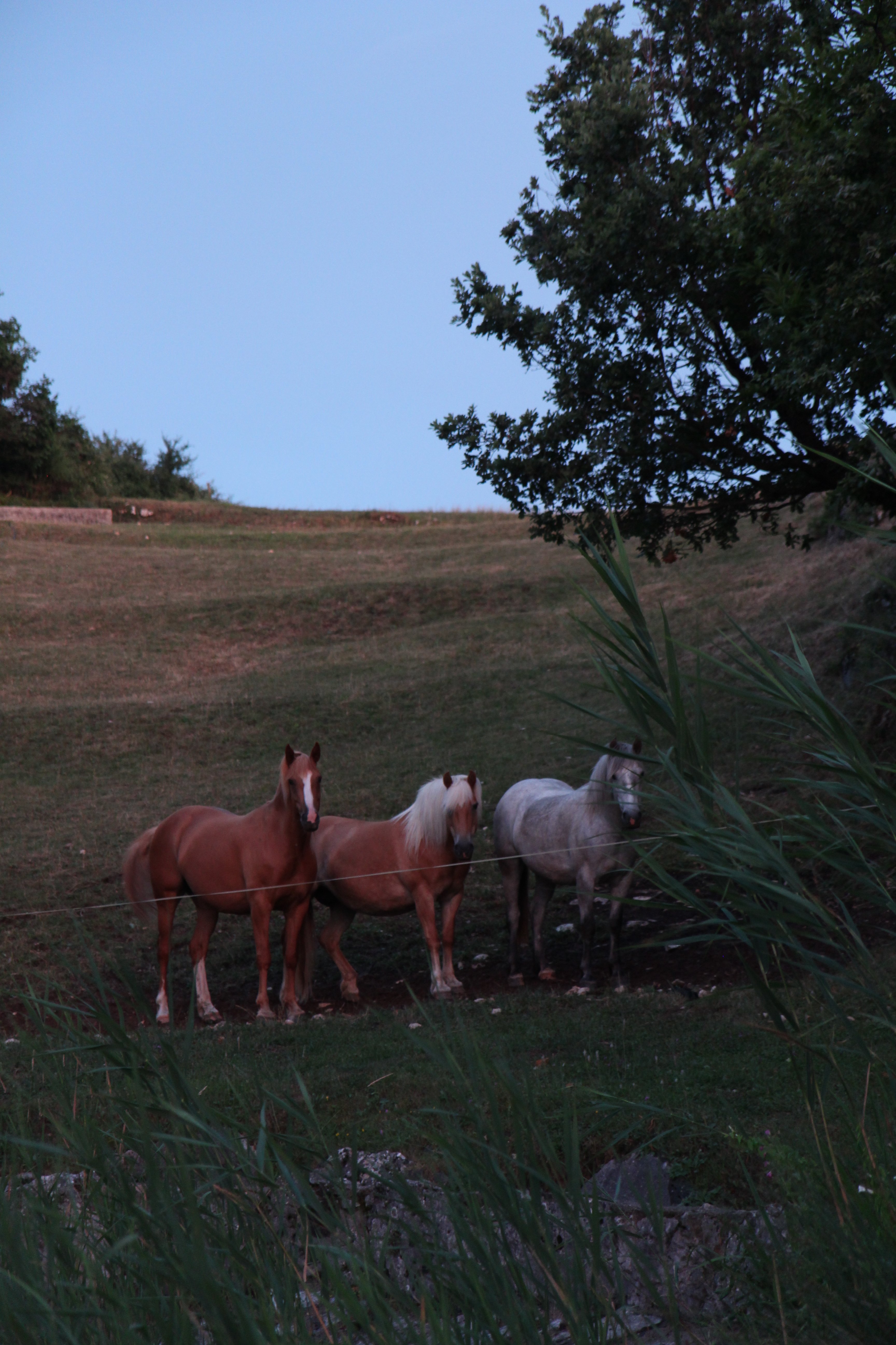 Agriturismo Lavacetto-官方
