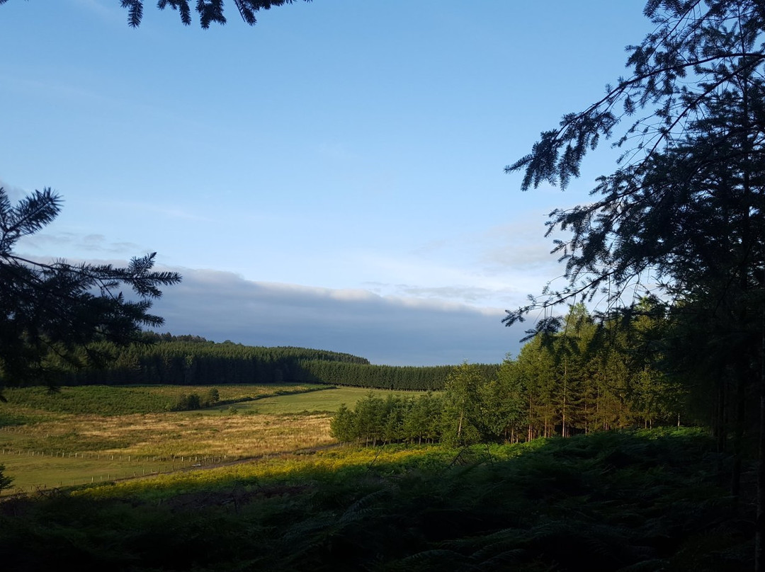 La Grande Forêt de Saint-Hubert景点图片