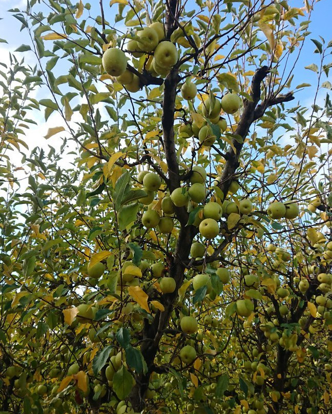 The Fruit Corner景点图片