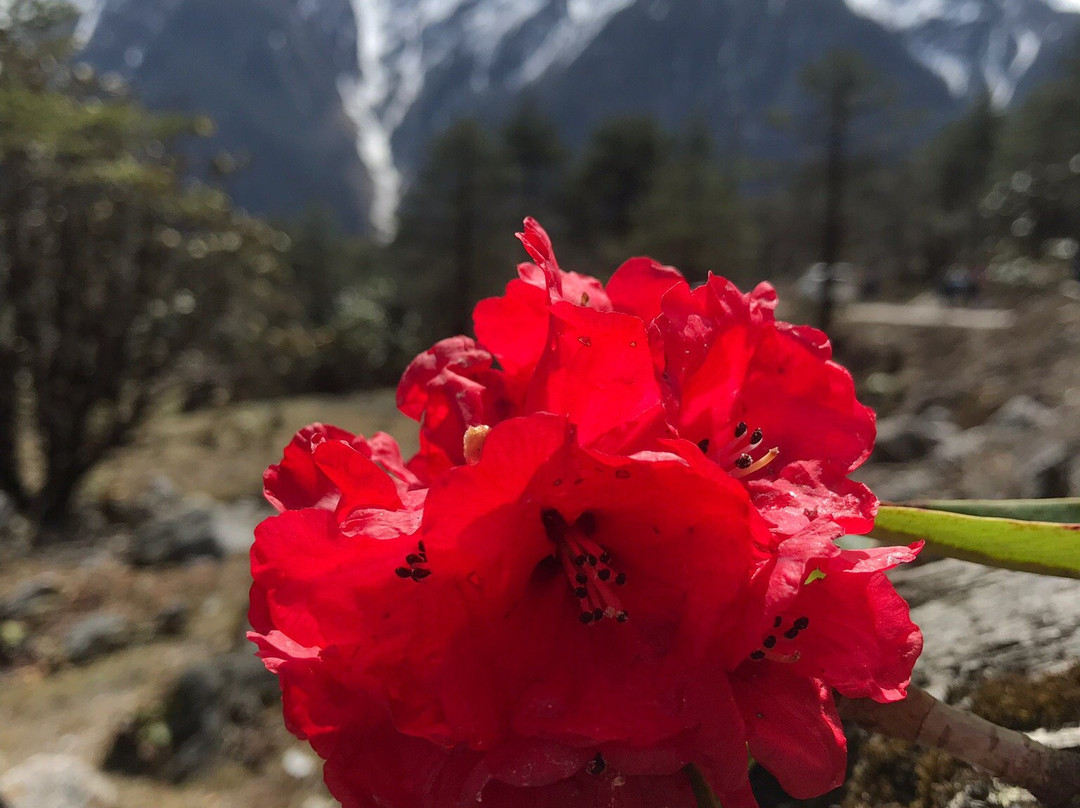 Shingba Rhododendron Sanctuary-甘托克必去景点