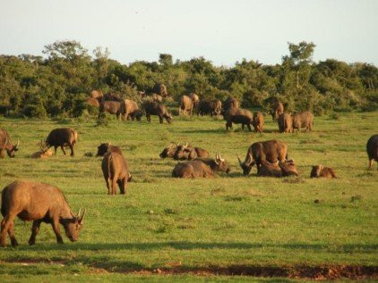 Hwange Main Camp