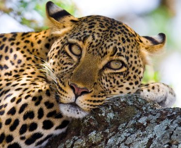 Shadows of Africa-阿鲁沙必去景点