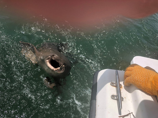 Nice Guy Charters-基韦斯特必去景点