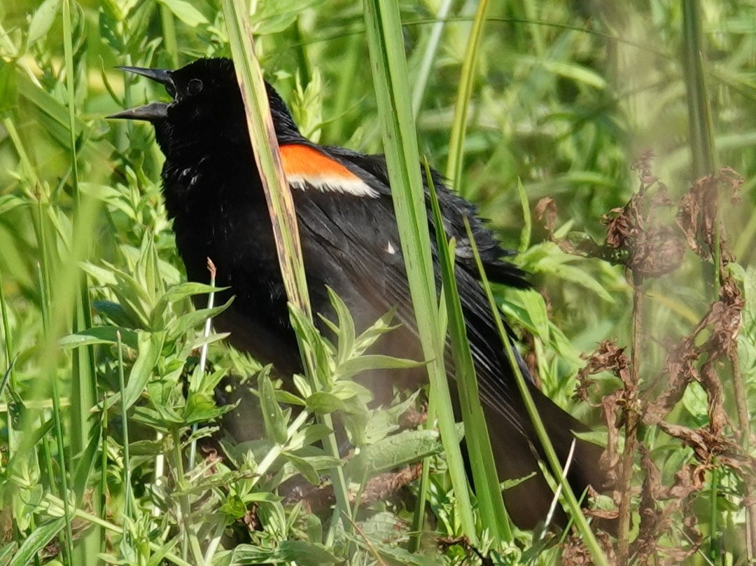 Three Rivers Wildlife Management Area-Baldwinsville必去景点