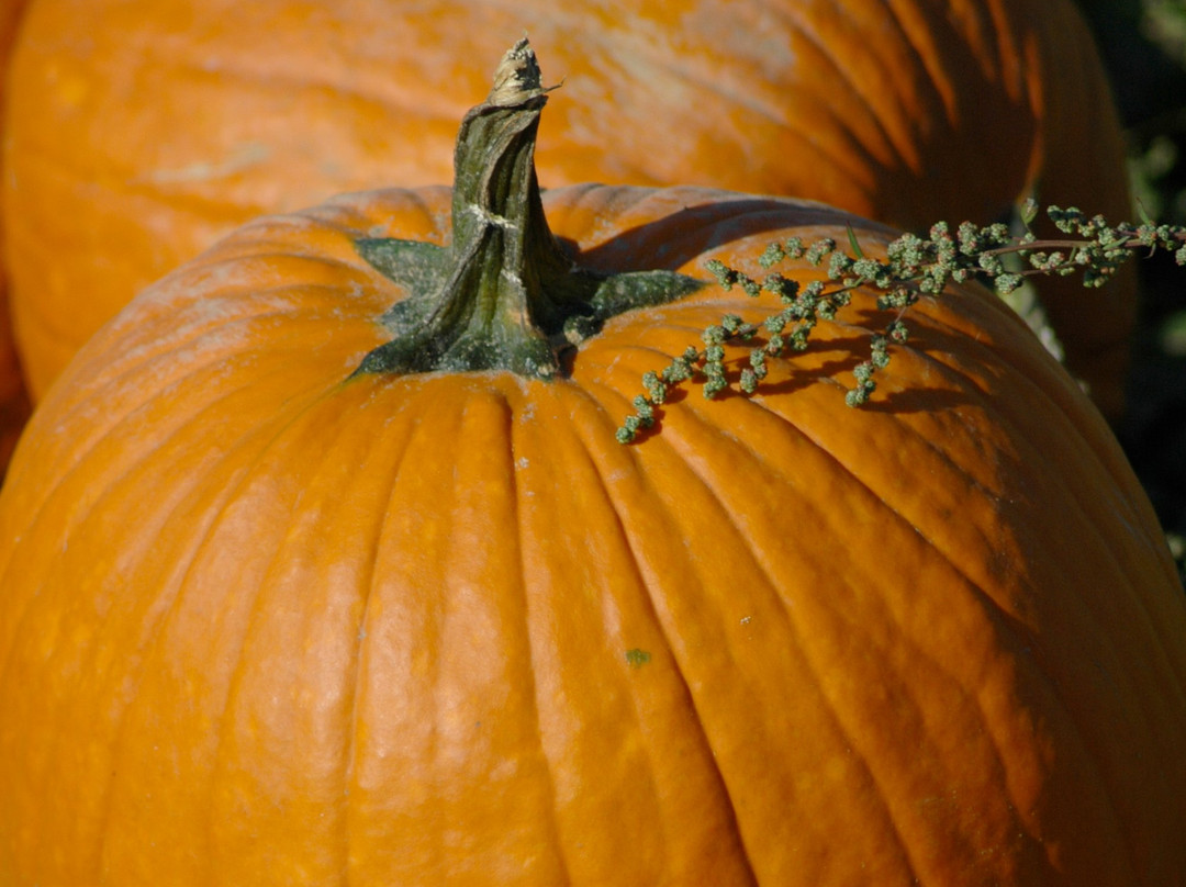 The Greig Farm-Red Hook必去景点