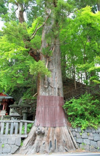 Tarosugi-日光市必去景点