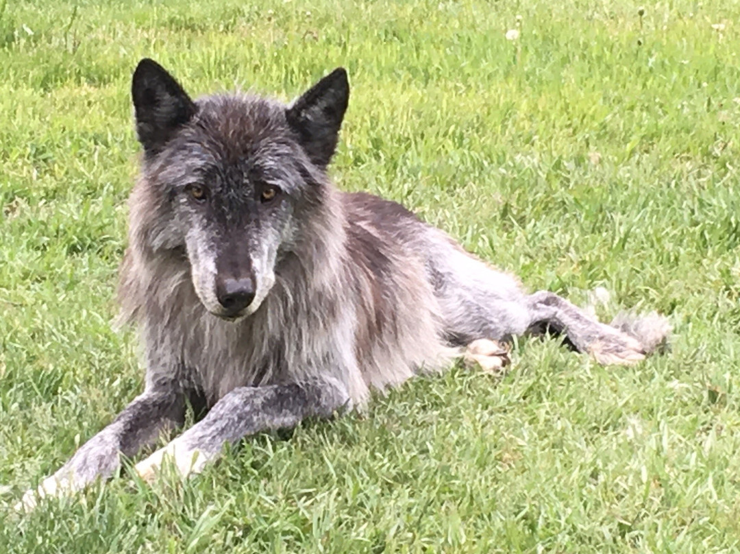 Yamnuska Wolfdog Sanctuary景点图片