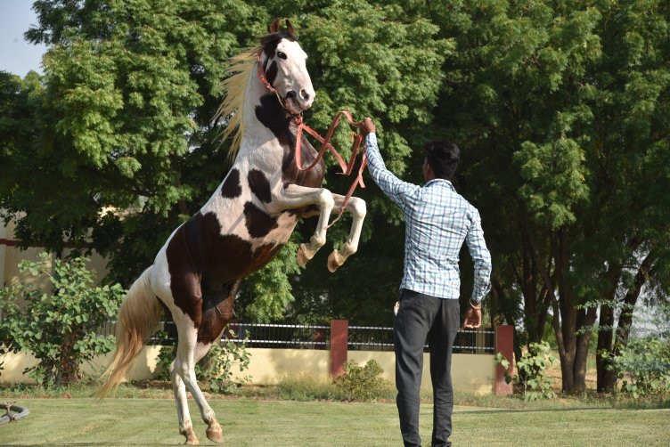 National Research Centre on Equines, Bikaner Campus景点图片