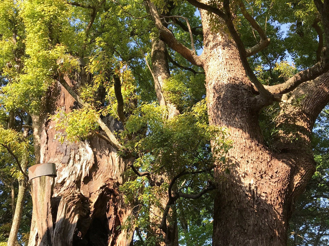 Kozaki Shrine-神崎町必去景点