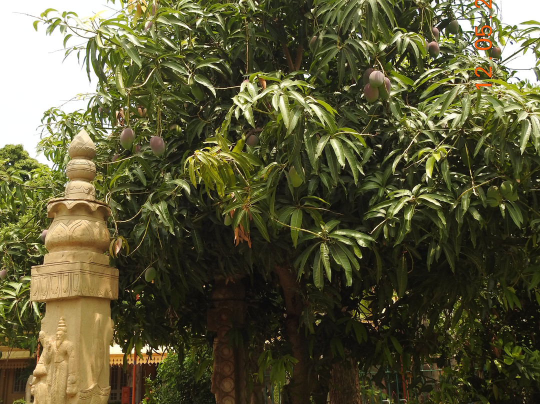 Kishkindha Molika Bonsai Garden景点图片